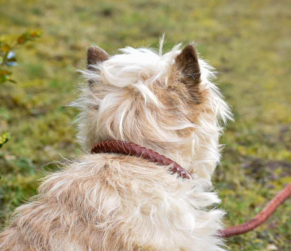 Premium dog collar in rounded natural tanned leather